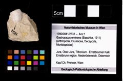 Foto (Objekt + Etikett) von Gastrosacus eminens (Blaschke, 1911)  (NHMW-GEO-1990-0041-2531)